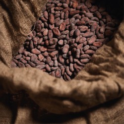 Cata Casa Cacao